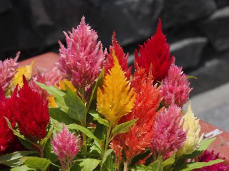 ケイトウ（鶏頭） ケイトウ,鶏頭,花の写真素材