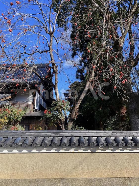寺に実る柿の実 柿,かき,フルーツの写真素材