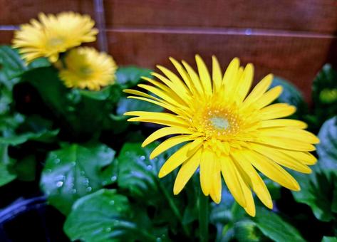 黄色のガーベラの花 黄色のガーベラの花の写真