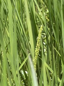 稲の花 稲の花 稲の花,稲穂,花の写真素材