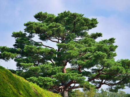 Pruned pine tree, JPG Pruned pine tree, JPG