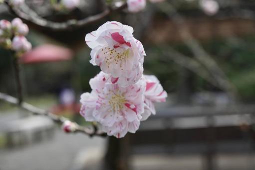 桃の花 春,3月,桃の写真素材