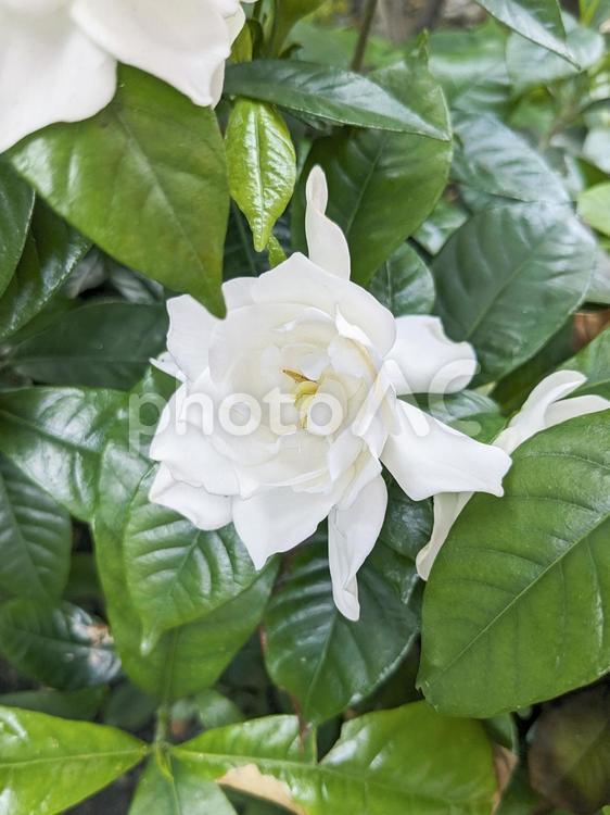 くちなしの花(八重咲き) クチナシ,八重咲き,白いの写真素材