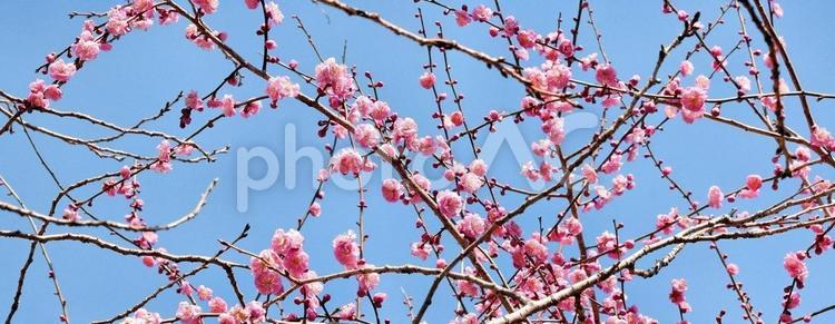 紅梅と青空、早春の風景、ヘッダー素材 梅,紅梅,梅の花の写真素材