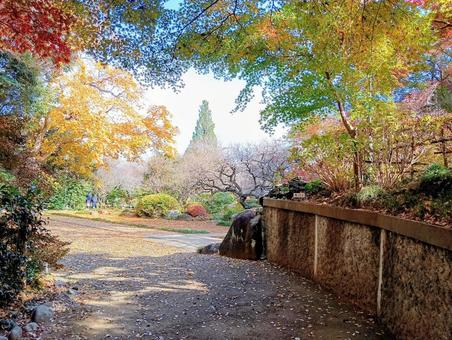 観音寺境内の秋　千葉県柏市 紅葉,錦,観音寺の写真素材