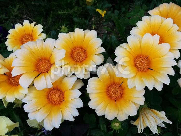花　ガザニア　がざにあ　勲章菊　クンショウグク　あなたを誇りに思う　きらびやか　潔白 ガザニア,がざにあ,勲章菊の写真素材