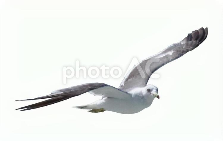 飛ぶウミネコの切り抜き2 ウミネコ,飛ぶ,切り抜きの写真素材