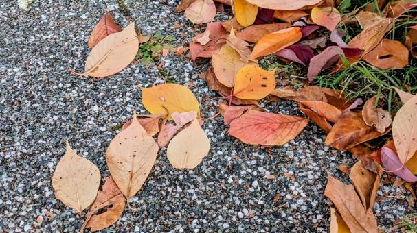 道端に散る色づいた秋の落ち葉 落ち葉,紅葉,秋の写真素材