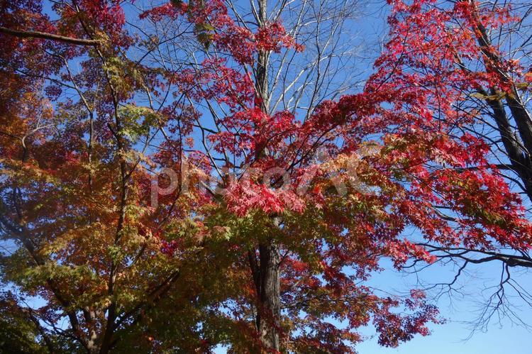 秋の軽井沢の紅葉 紅葉,軽井沢,背景の写真素材