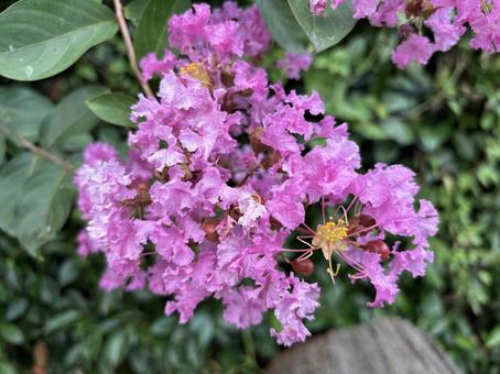 Photo, ক্রেপ মেদিগাছ, পরাকাষ্ঠা, স্বাভাবিকভাবে, 