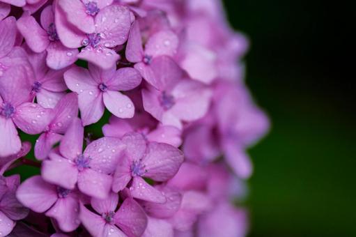 雨も滴るいい紫陽花 雨も滴るいい紫陽花 紫陽花,アジサイ,あじさいの写真素材