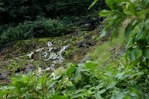 苔の群生地である川 苔の群生地である川 苔,チャツボミゴケ,山の写真素材