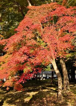 紅葉 紅葉の写真