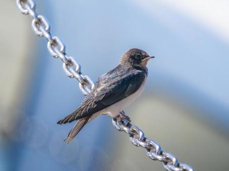 鎖にとまるツバメ 鎖にとまるツバメ ツバメ,燕,野鳥の写真素材