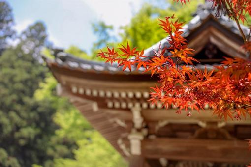 紅葉 紅葉の写真