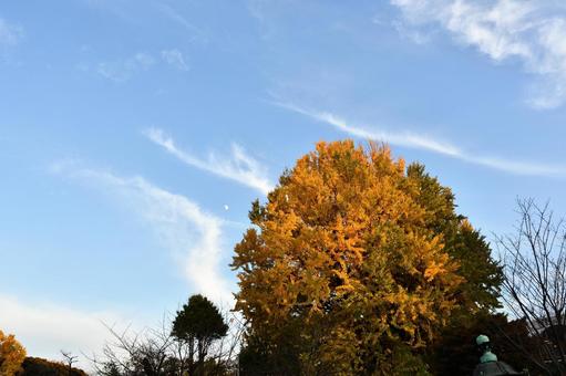 青空と紅葉した大イチョウ 青空と紅葉した大イチョウの写真