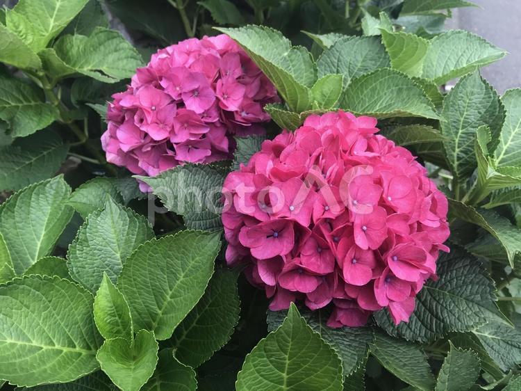 ピンクのアジサイ 景色,夏,紫陽花の写真素材