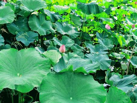 蓮の花 蓮の花 蓮の花,蓮,花の写真素材