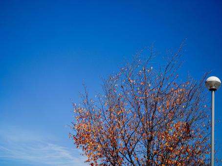 茶色く紅葉した桜の葉と青空 晩秋,青空,日射しの写真素材