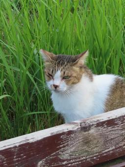 夕涼みが日課のもふもふであざとい猫様 夕涼みが日課のもふもふであざとい猫様 猫,キジシロ,お座りの写真素材