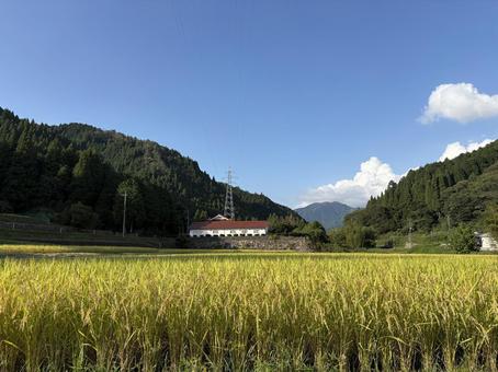 稲穂の風景 田んぼ,新米,稲作の写真素材