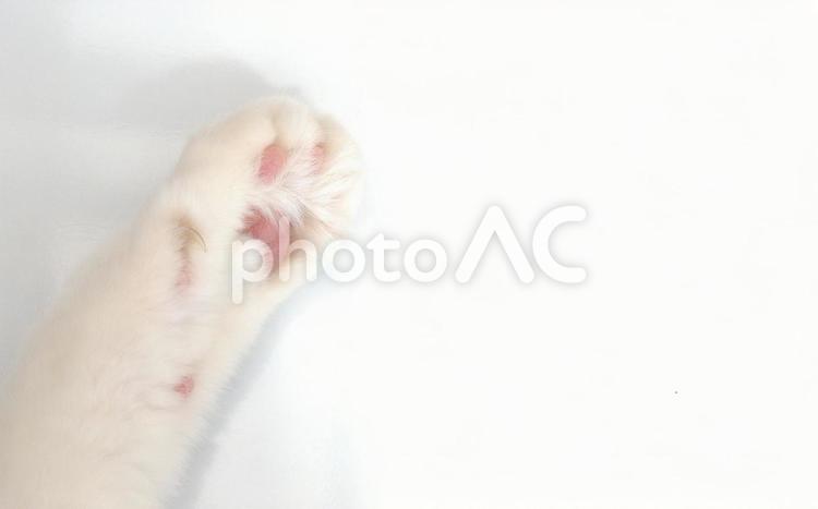 白い猫の手　ピンクの肉球 猫,白猫,手の写真素材