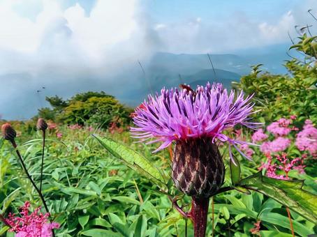 Thistle on the mountaintop, JPG Thistle on the mountaintop, JPG