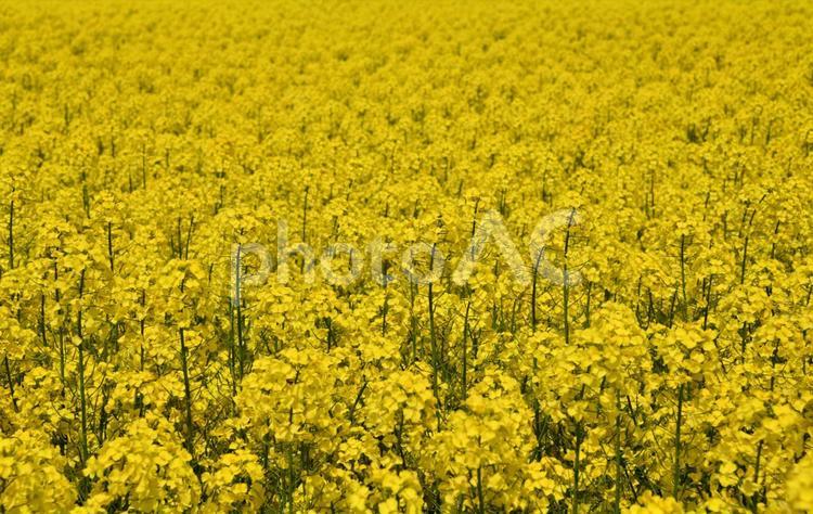 菜の花畑　背景　素材 菜の花,菜の花畑,春の写真素材