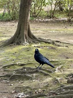 鴉の目線 鴉の目線の写真