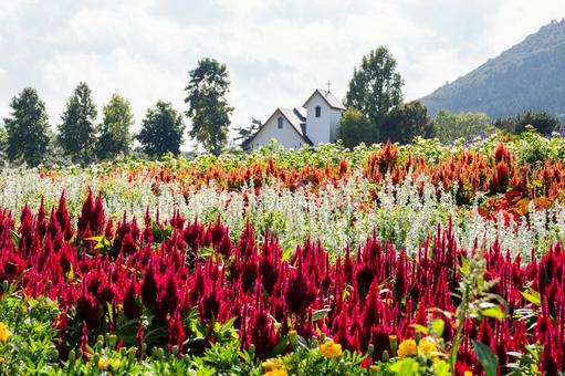 丘の風景ー秋⒁ 丘の風景ー秋⒁ 丘,花々,木々の写真素材