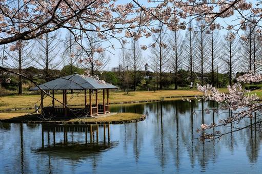 池に浮かぶ東屋 池に浮かぶ東屋 桜,春,風景の写真素材