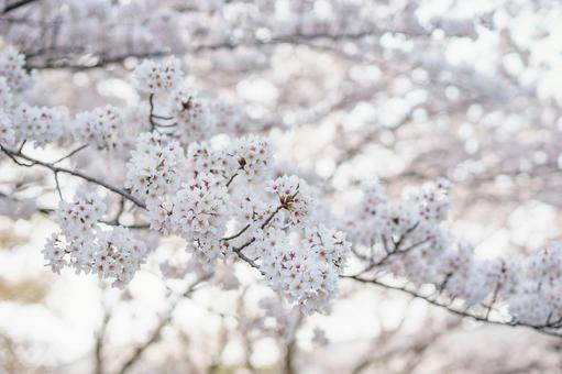 桜 桜の写真