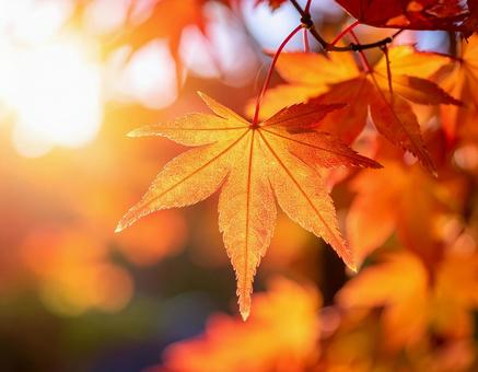 紅葉 もみじ 紅葉 もみじの写真