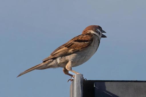 スズメ スズメ スズメ,すずめ,野鳥の写真素材