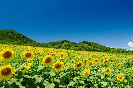 ヒマワリ(53) ヒマワリ(53) 夏,花,ヒマワリの写真素材