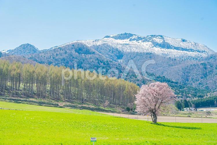 北海道　富良野　上御料の一本桜 上御料の一本桜,北海道,hokkaidoの写真素材