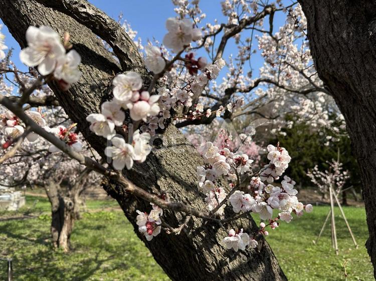 かわいい桜 桜,さくら,サクラの写真素材