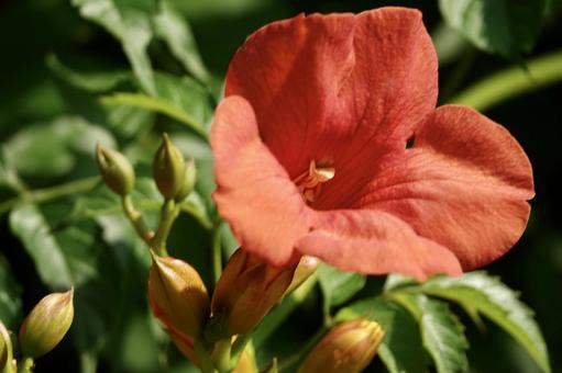 ノーザンカズラの写真