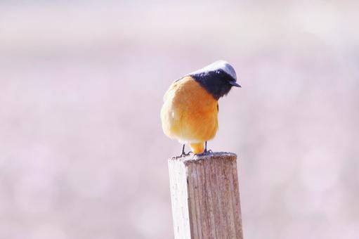首をかしげる仕草の可愛いジョウビタキ 首をかしげる仕草の可愛いジョウビタキ ジョウビタキ,鳥,冬の写真素材