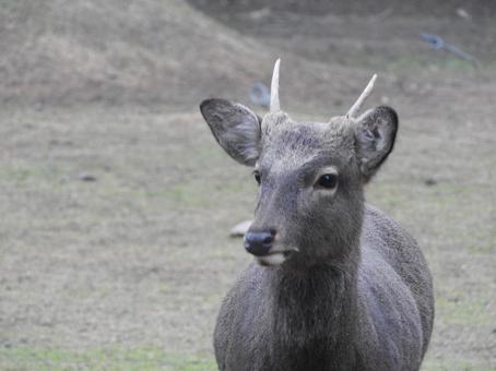 奈良の鹿の写真