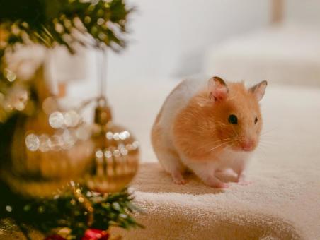 ハムスターのクリスマス クリスマス,メリークリスマス,12月の写真素材