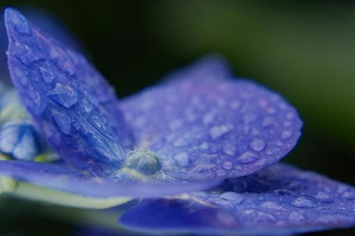 梅雨の季節に咲く青い紫陽花のアップ 梅雨の季節に咲く青い紫陽花のアップの写真
