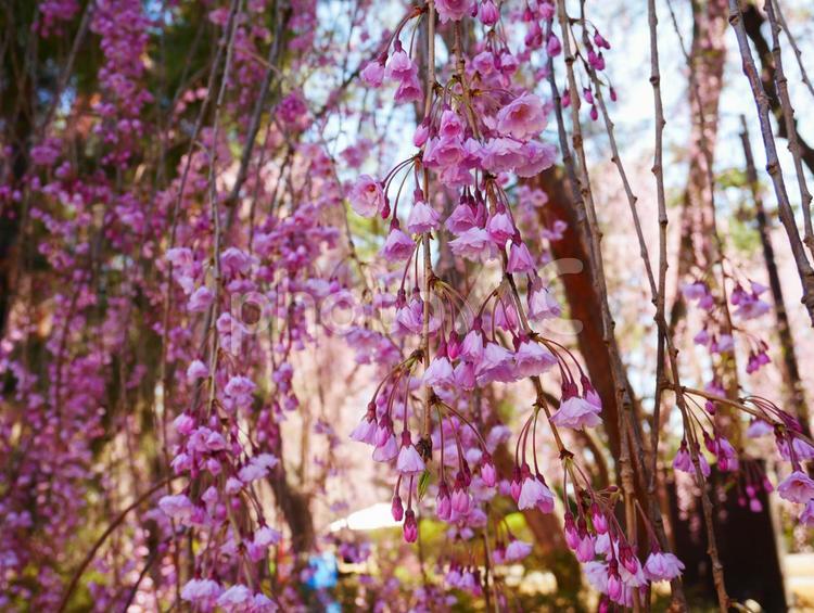 しだれ桜 しだれ桜,桜,春の写真素材