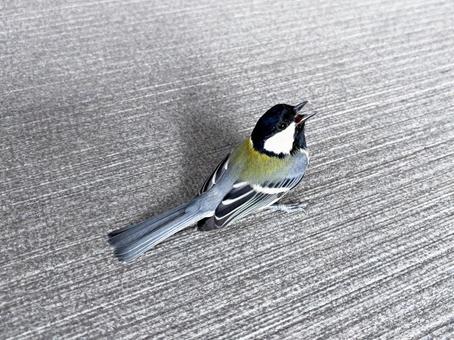 上を見上げるシジュウカラ 上を見上げるシジュウカラの写真