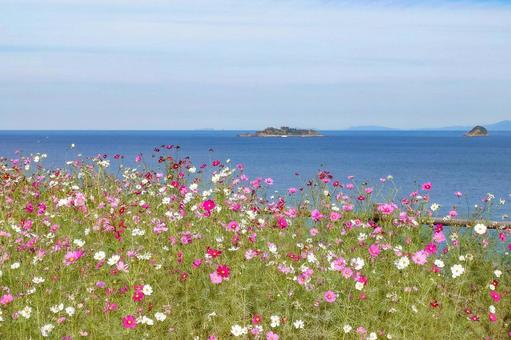 軍艦島（端島）展望所のコスモス コスモス,秋桜,コスモス園の写真素材
