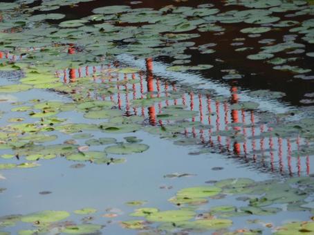 水面に映る景色の写真