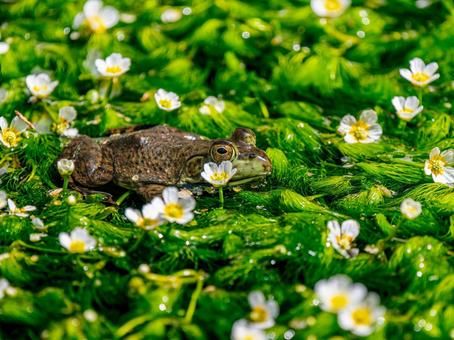 水辺のウシガエル 水辺のウシガエル ウシガエル,カエル,両生類の写真素材