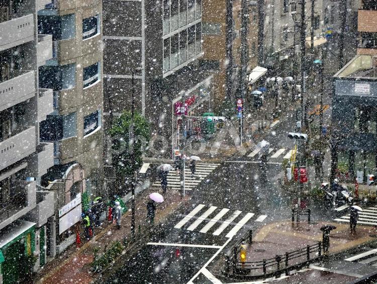 雪の中、傘をさして歩く人々 雪,傘,横断歩道の写真素材