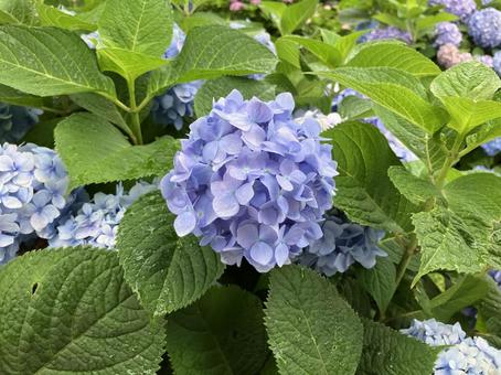 爽やかな紫陽花 紫陽花,水色,爽やかなの写真素材