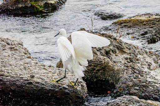 コサギ(55) 鳥,コサギ,鳥類の写真素材